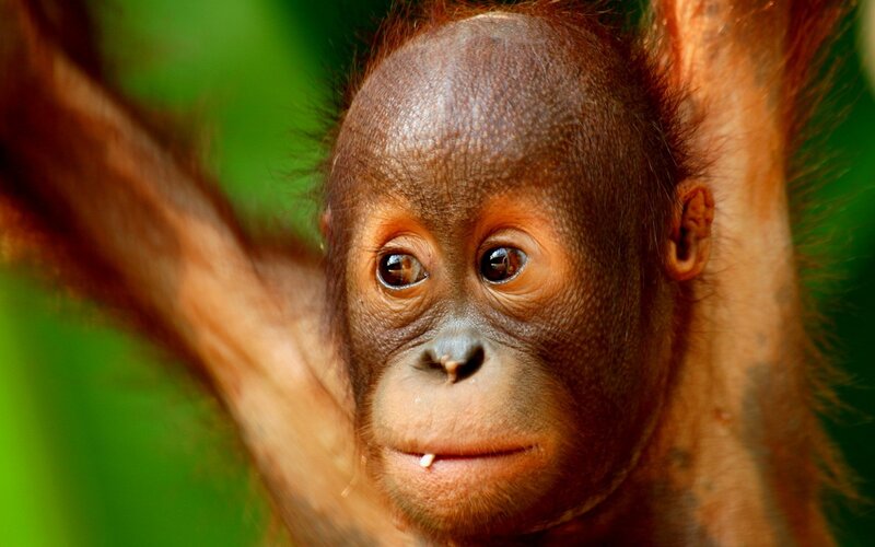 Orangutan baby in forest