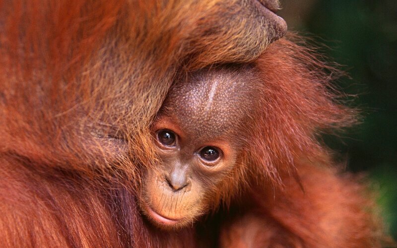 Orangutan baby in forest