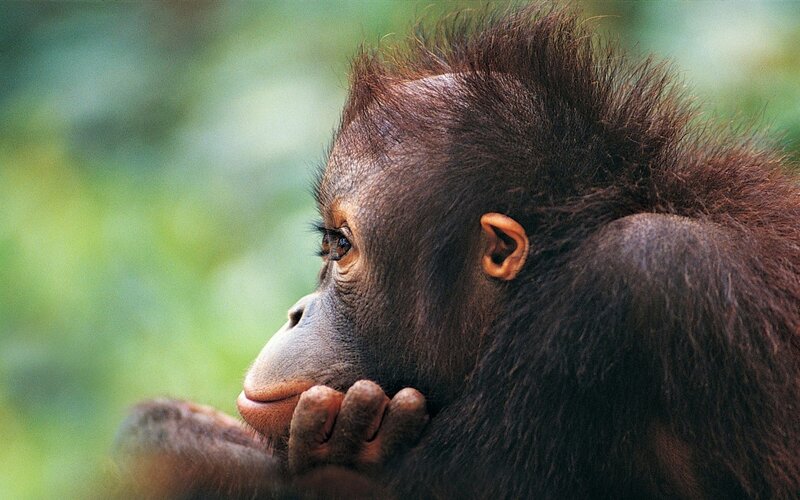 Orangutan baby in forest