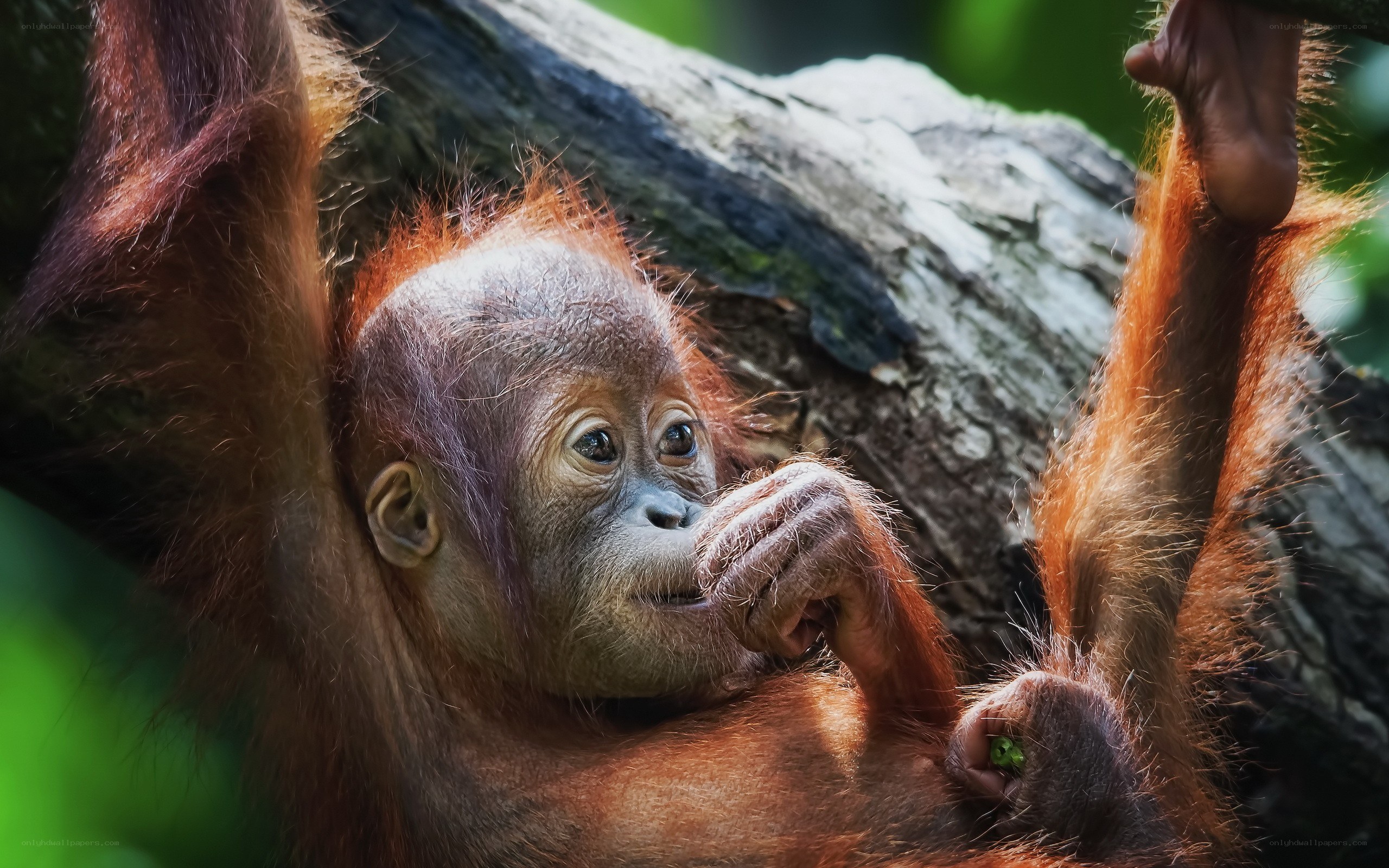 Orangutan baby in tree