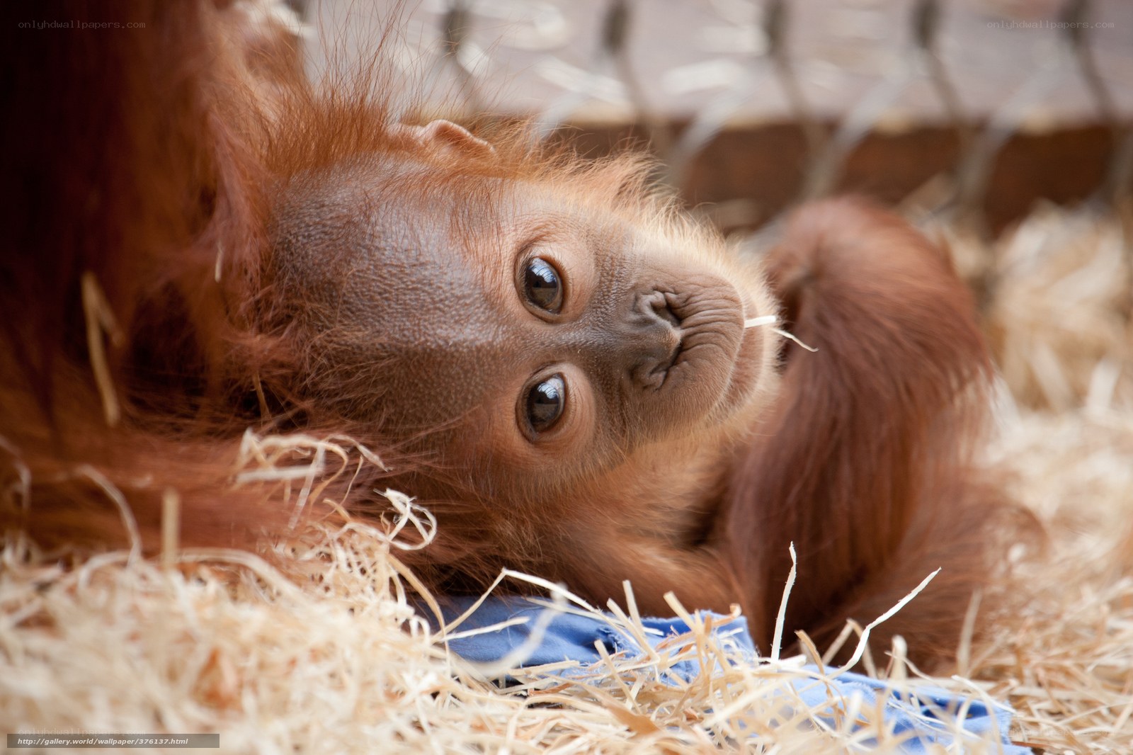 Orangutan baby lying down
