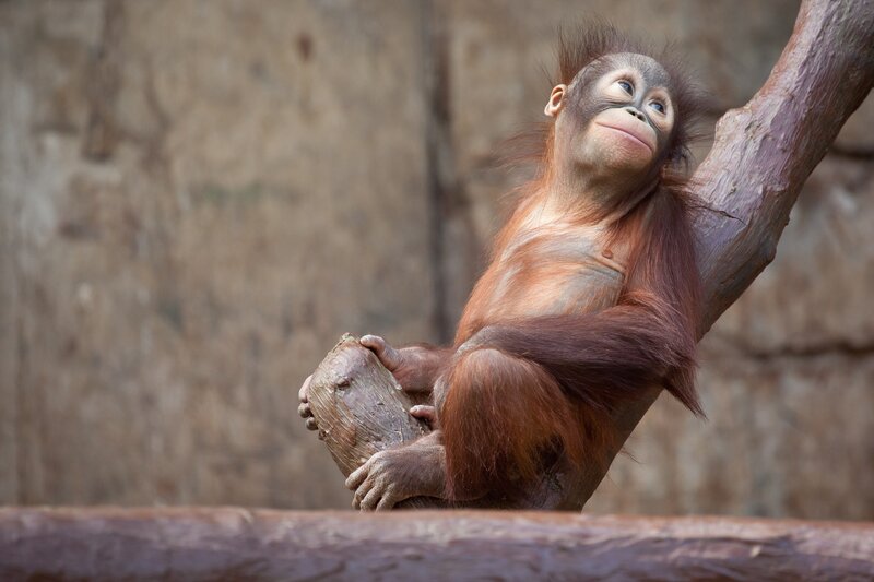 Orangutan baby on a branch