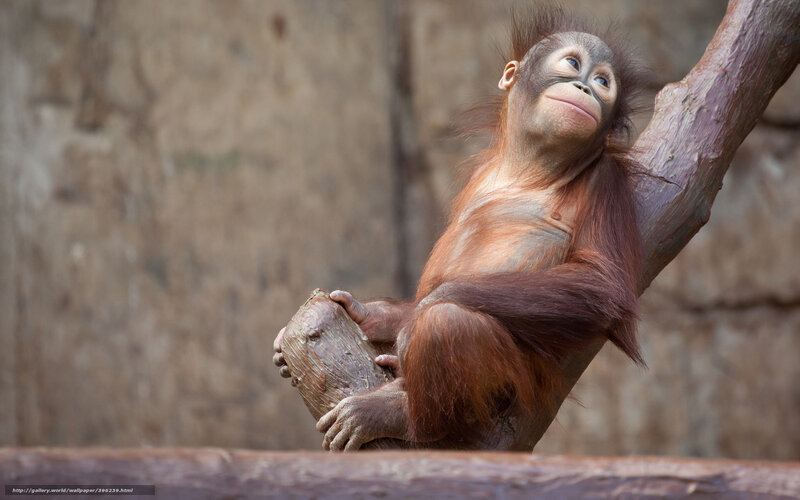 Orangutan baby on a branch