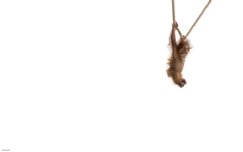 Orangutan baby on rope