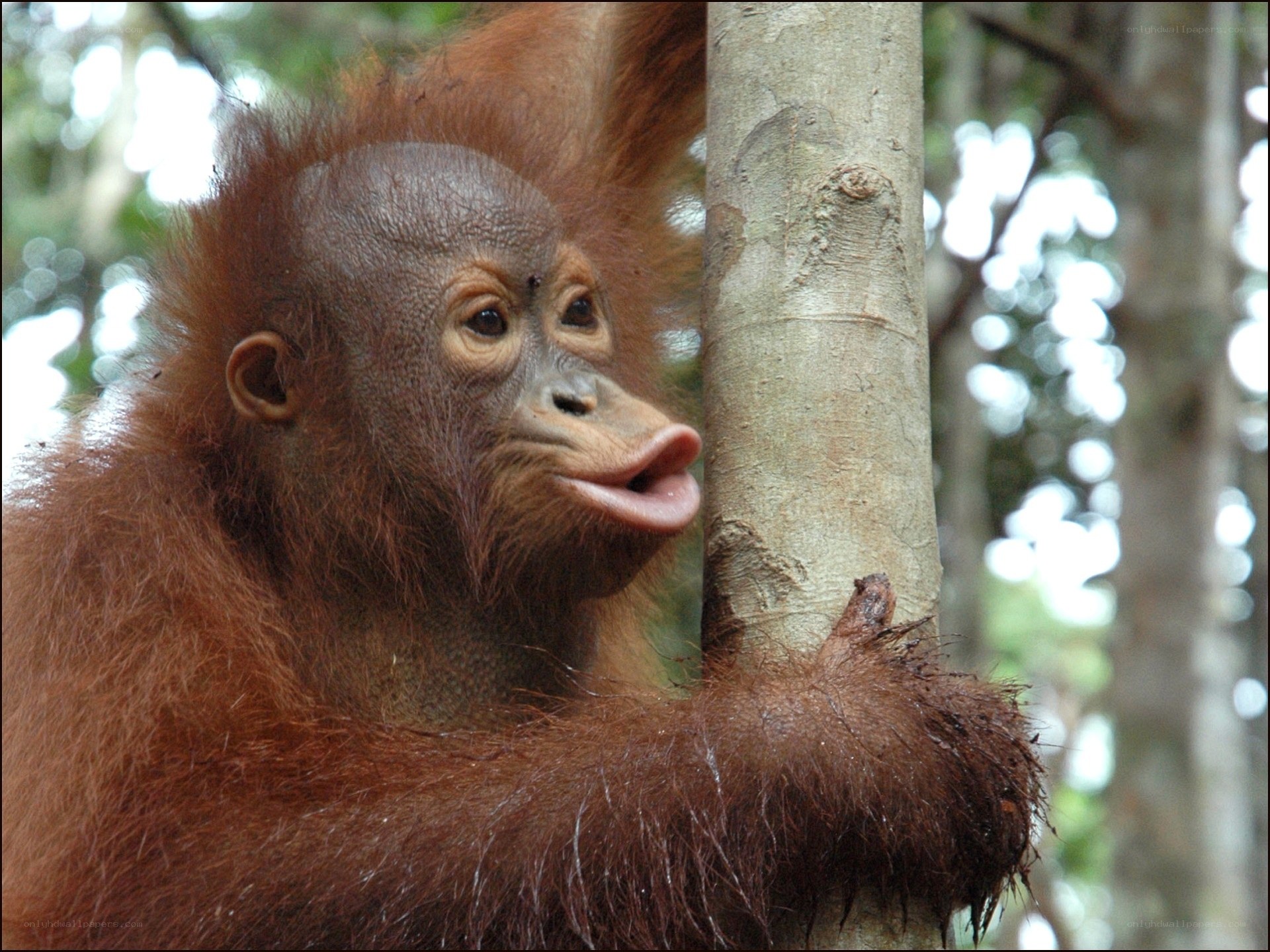 Orangutan baby on tree