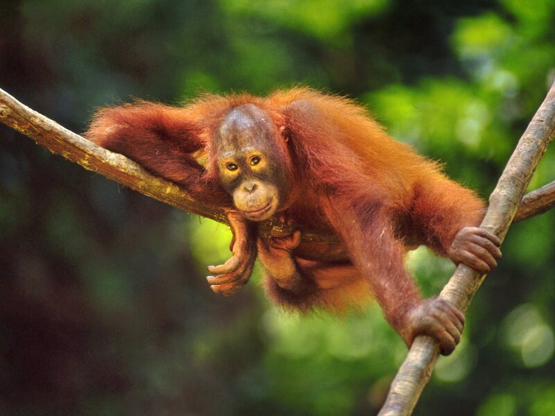 Orangutan baby on tree branch