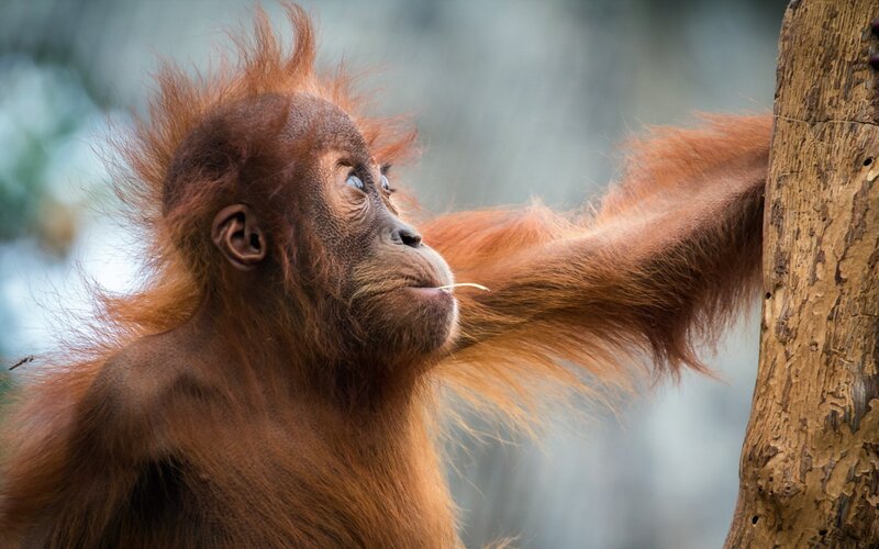 Orangutan Baby on Tree — Brown