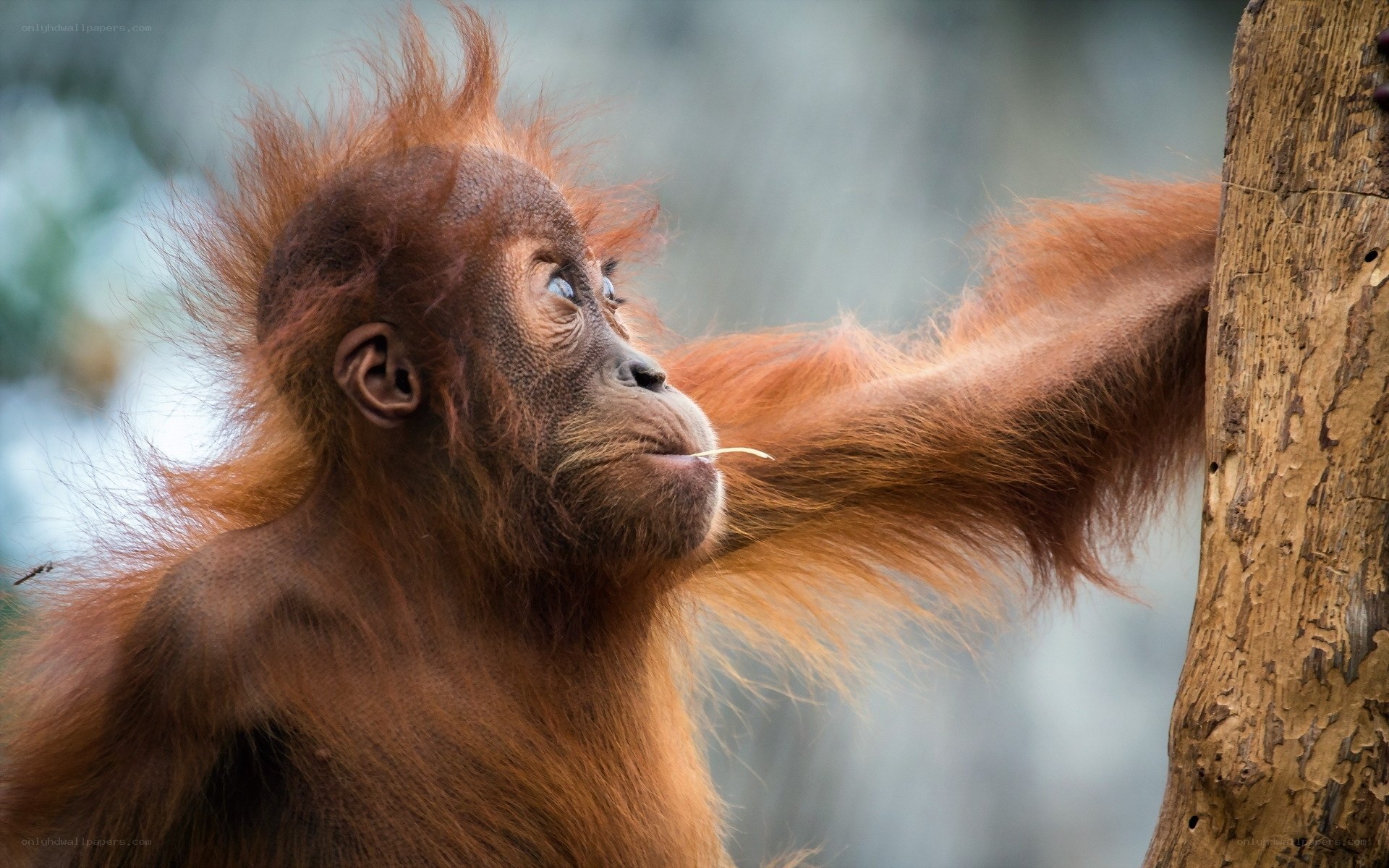 orangutan baby on tree