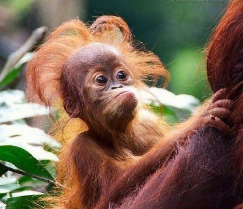 Orangutan Baby — Orange