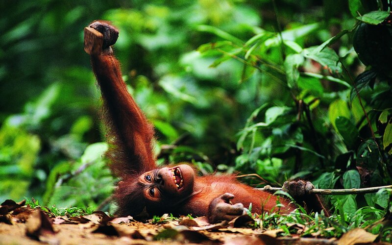 Orangutan baby playing in forest
