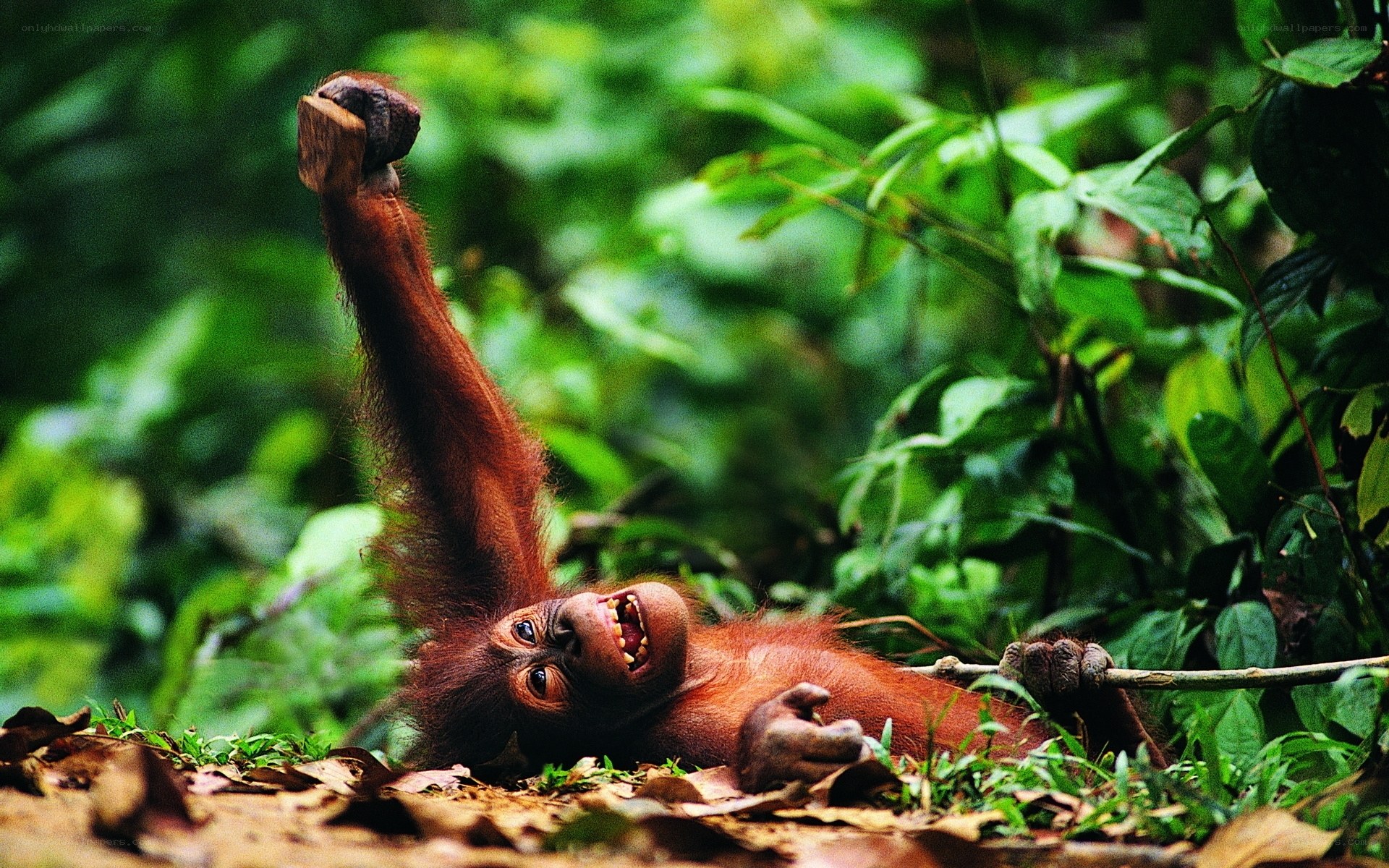 Orangutan baby playing in forest