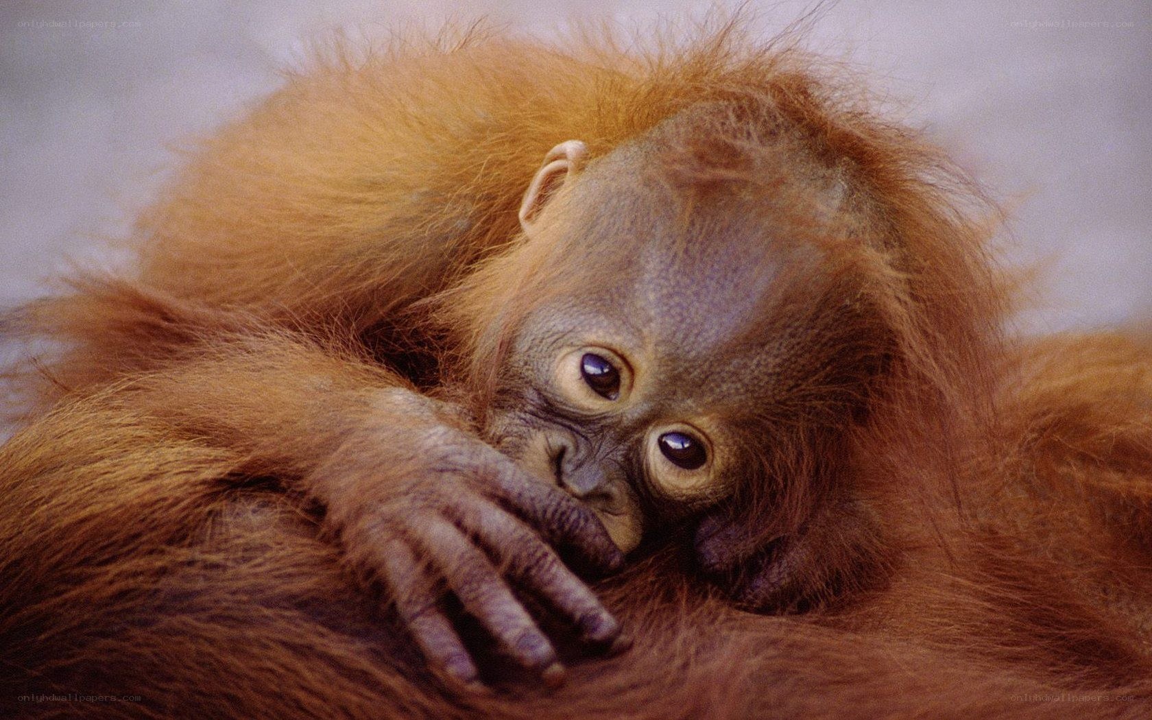 Orangutan baby resting
