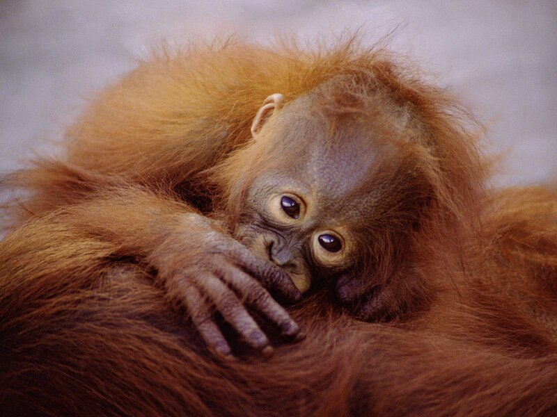 Orangutan baby resting