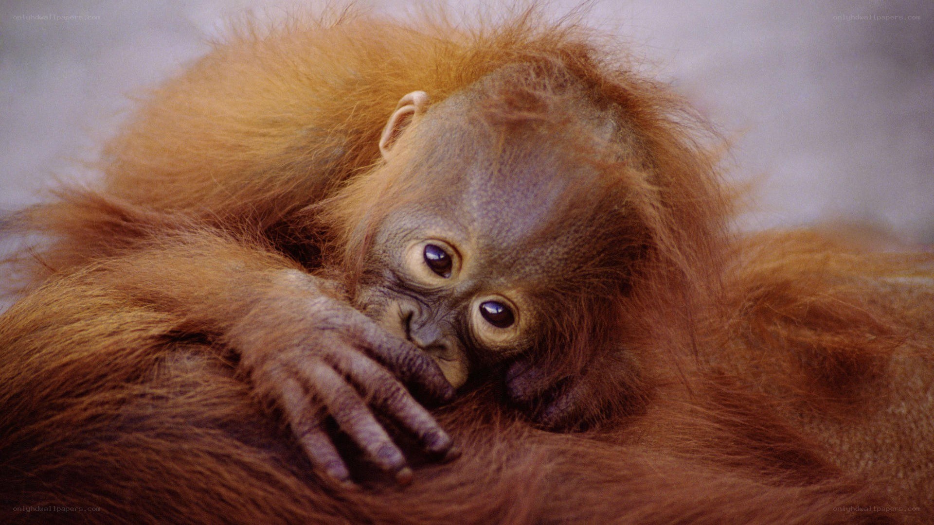Orangutan baby resting