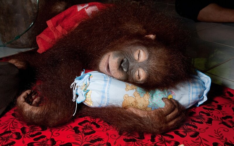 Orangutan baby sleeping