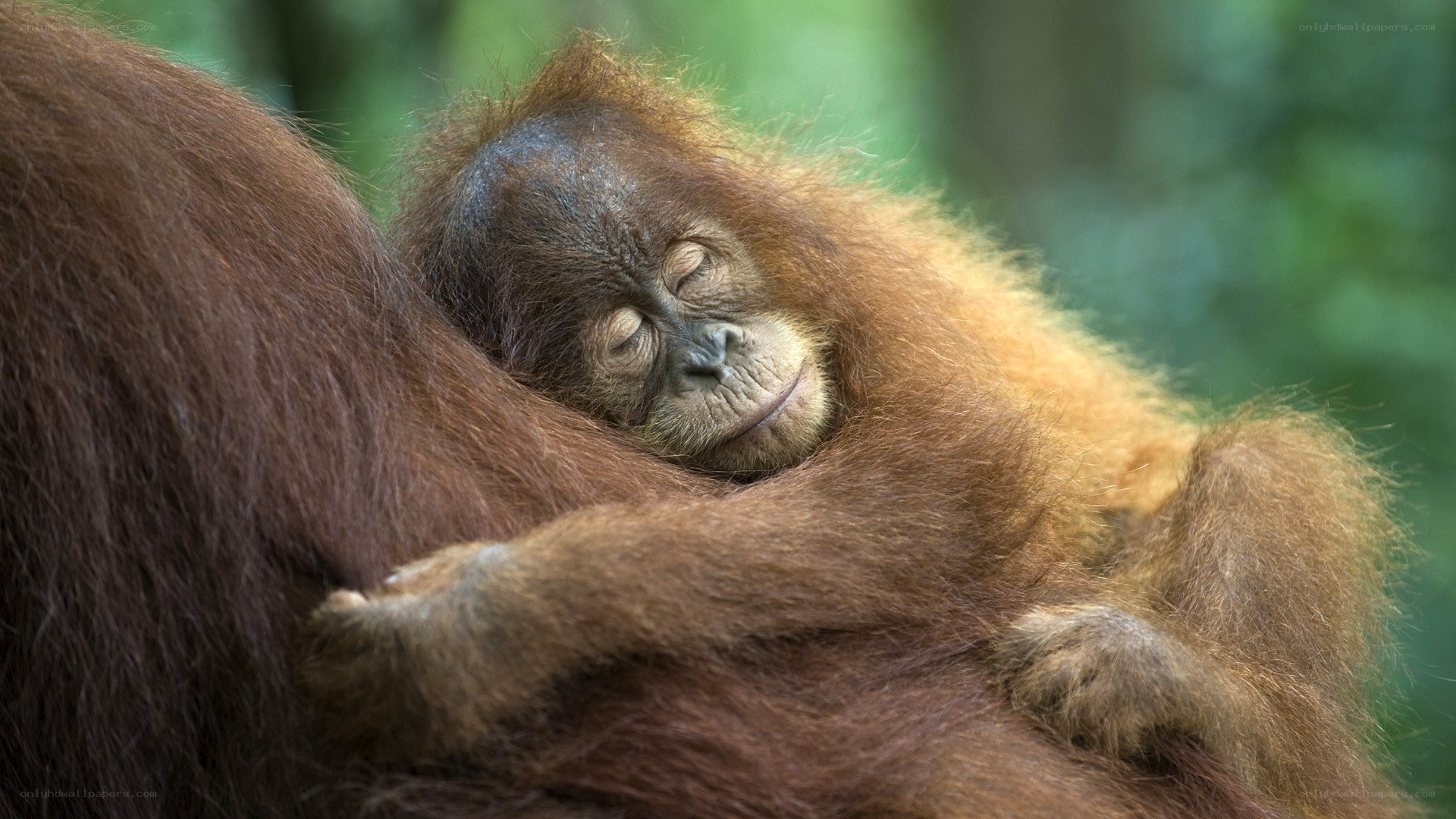 Orangutan baby sleeping