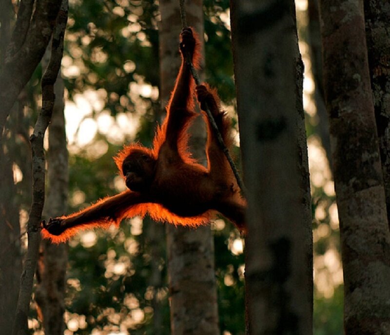 Orangutan Baby Swinging