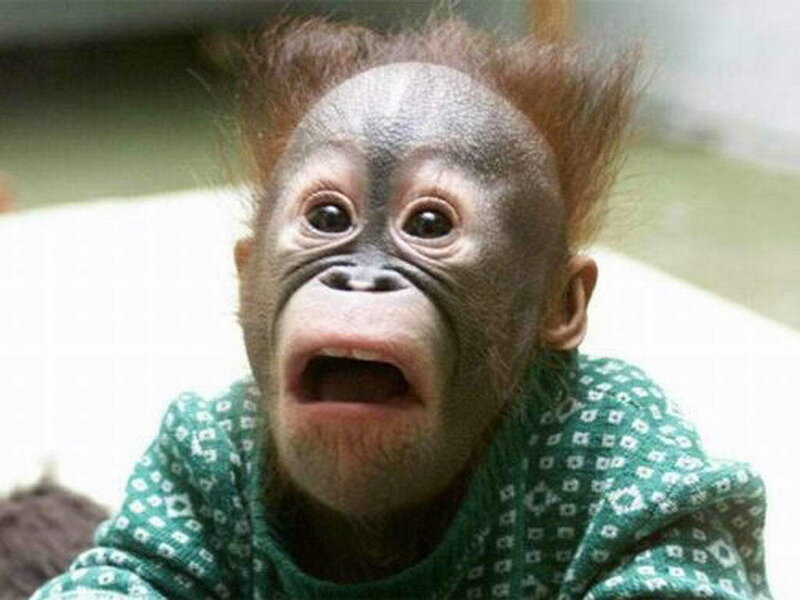Orangutan Baby