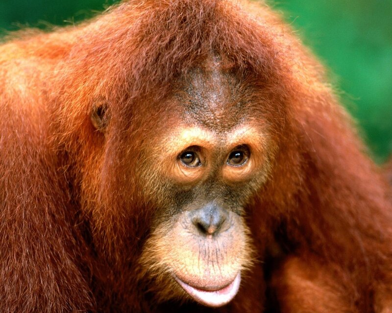 Orangutan Close-up