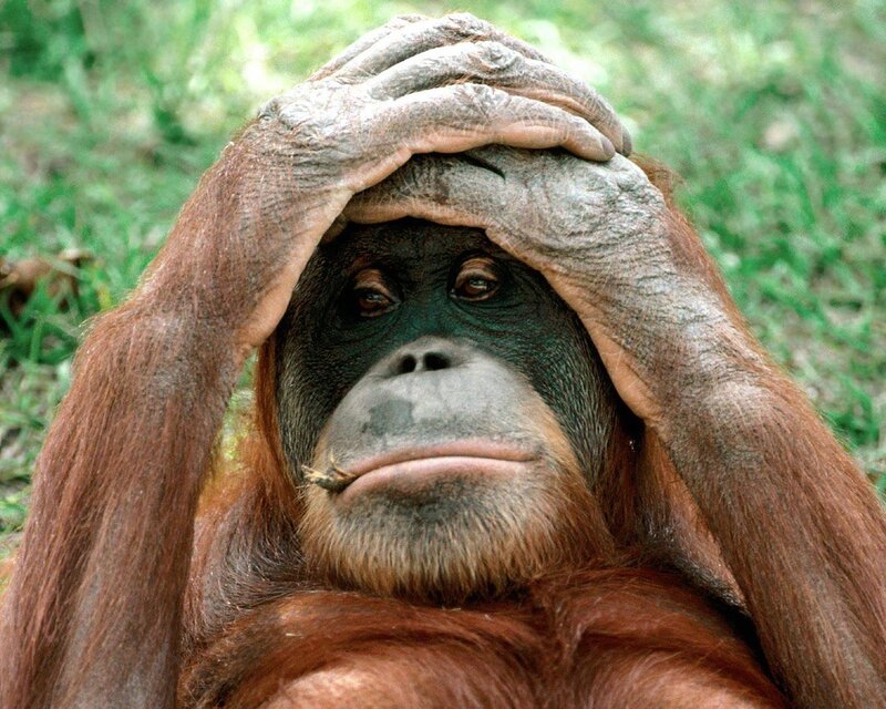 Orangutan Covering Face — Brown