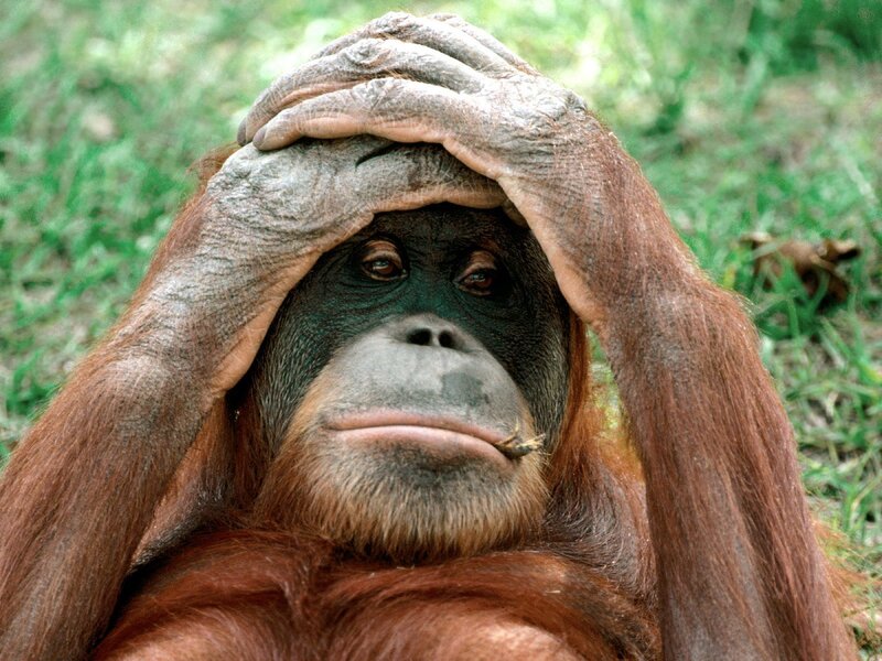 Orangutan Covering Face