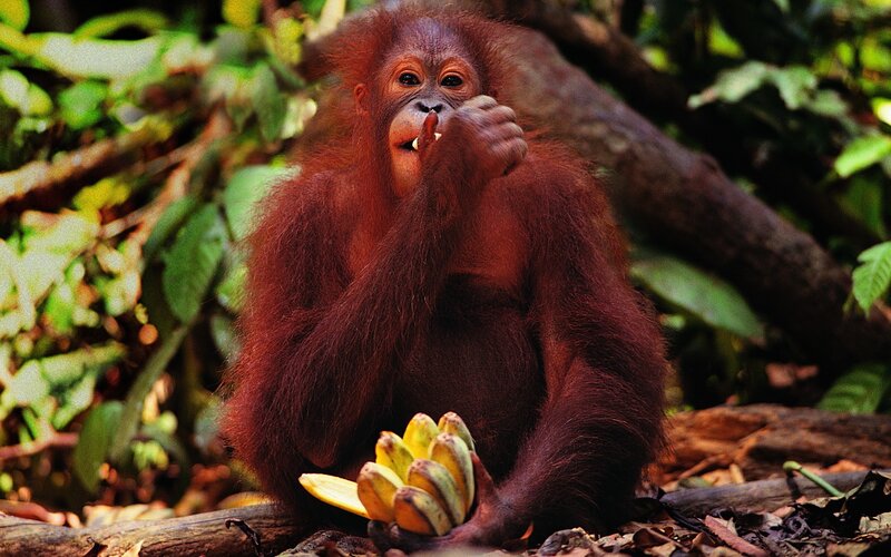 Orangutan eating bananas