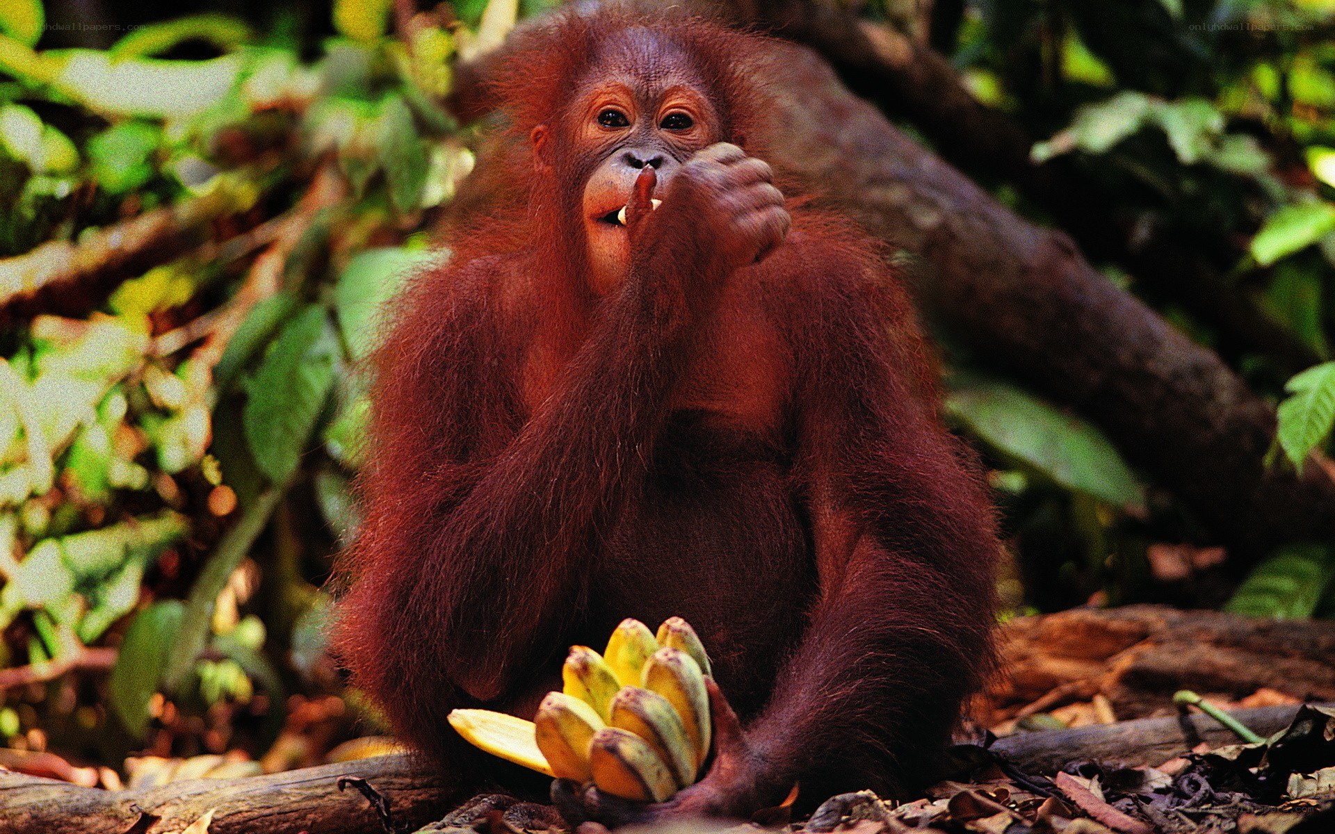 Orangutan eating bananas