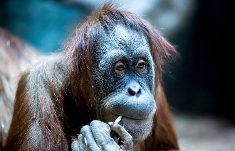 Orangutan Eating Stick
