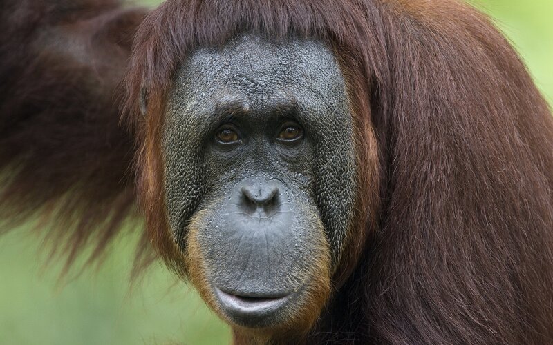 Orangutan Face — Brown, Calm