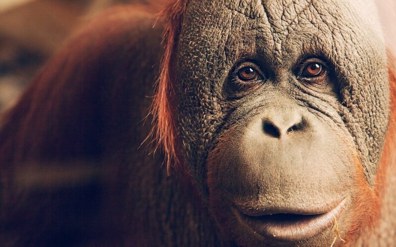 Orangutan Face — Brown, Intense