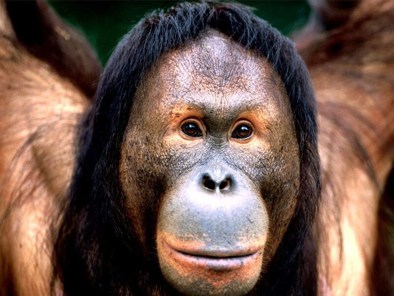 Orangutan Face — Brown, Neutral, Photograph, Monkey