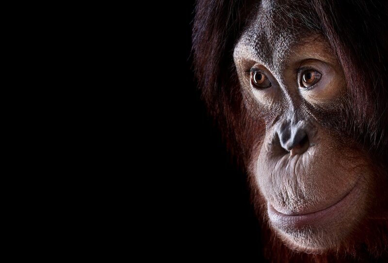 Orangutan Face — Brown