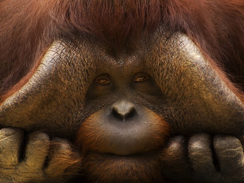 Orangutan Face Close-up — Brown, Intense, Photograph
