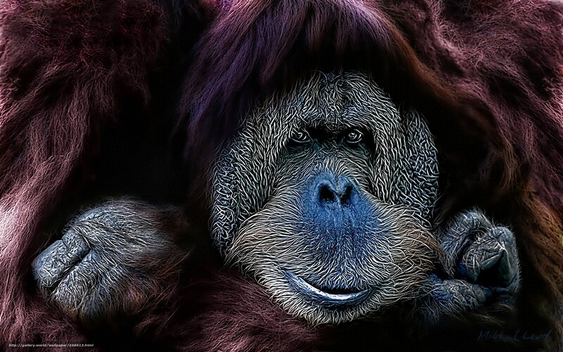 Orangutan Face Close-up — Purple, Dramatic