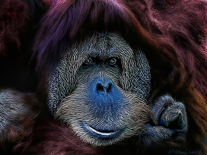 Orangutan Face Close-up — Purple