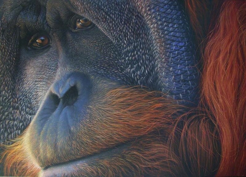 Orangutan Face