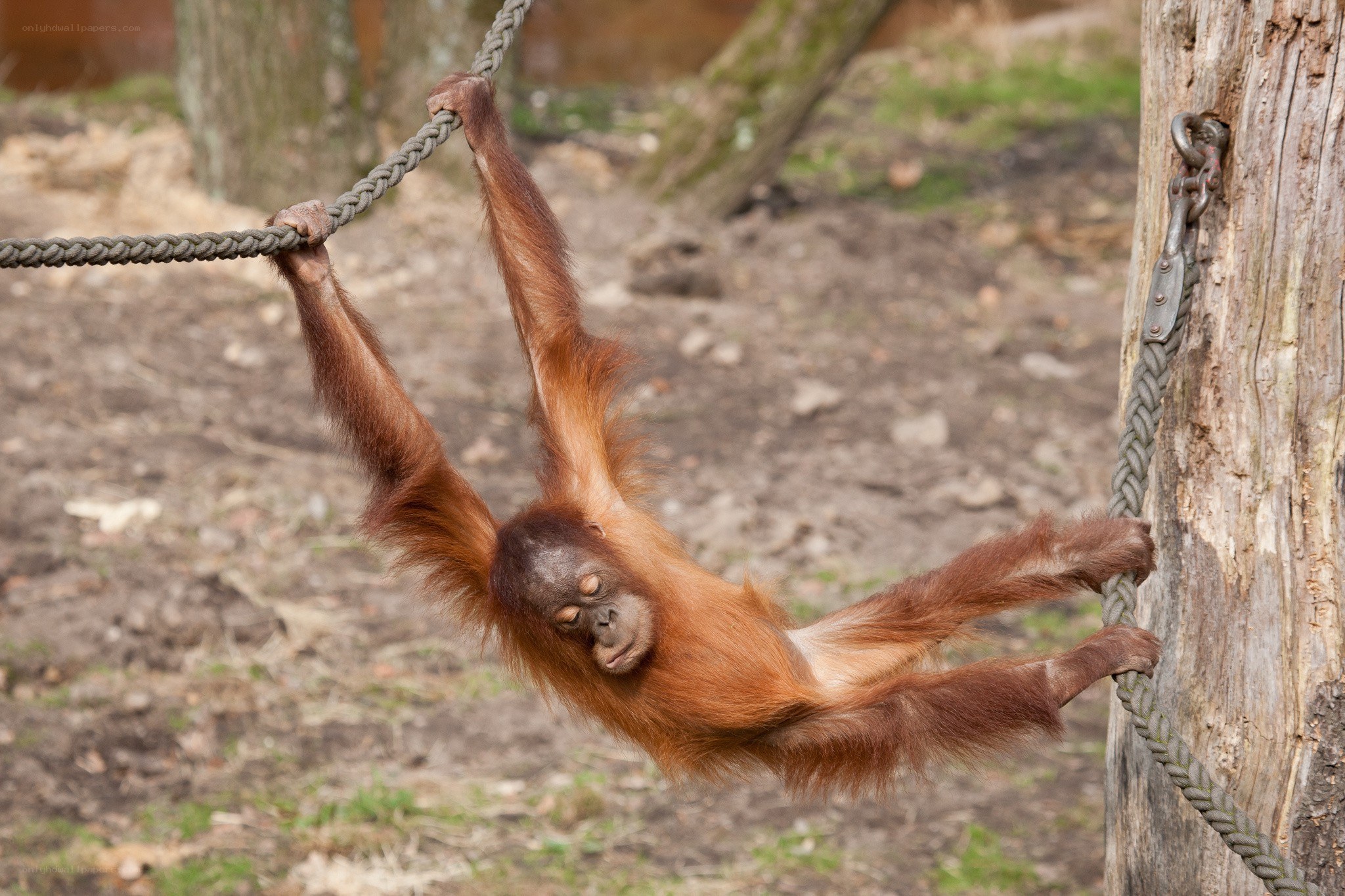 Orangutan hanging from rope