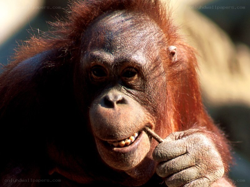 Orangutan holding a stick