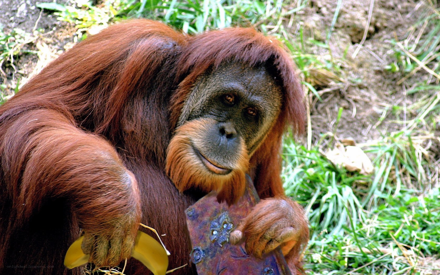 Orangutan holding banana