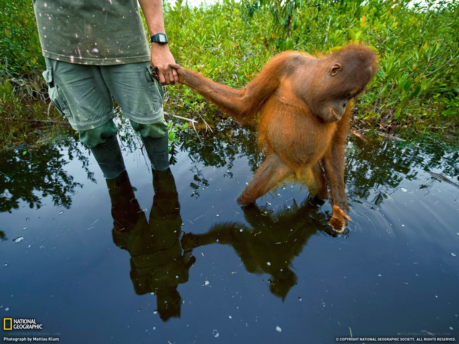 Orangutan holding human hand
