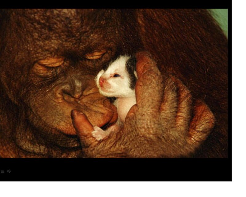 Orangutan Holding Kitten