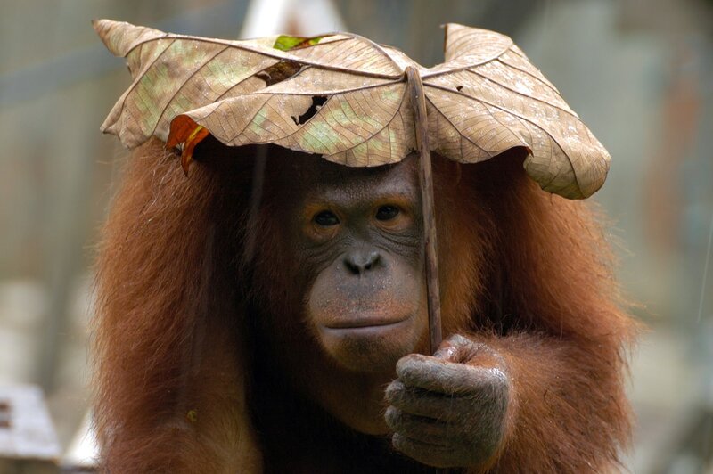 Orangutan Holding Leaf — Brown