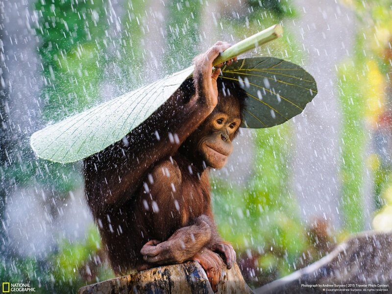 Orangutan Holding Leaf — Green