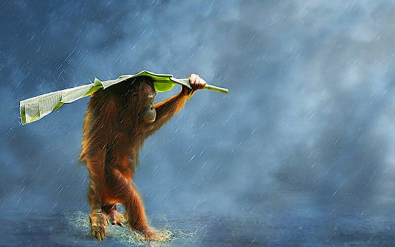 Orangutan Holding Leaf