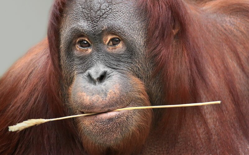 Orangutan Holding Straw