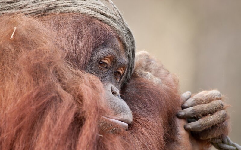 Orangutan Hugging Itself