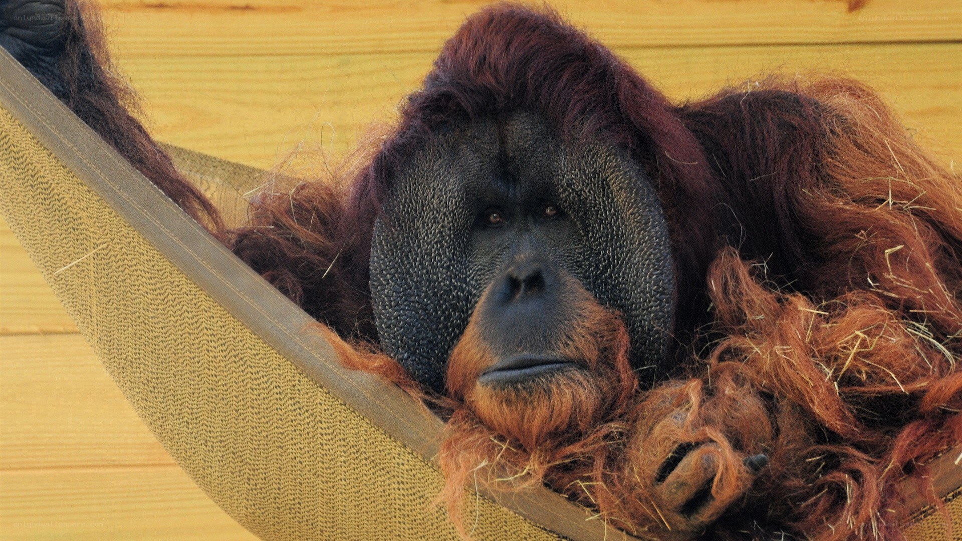 Orangutan in a hammock