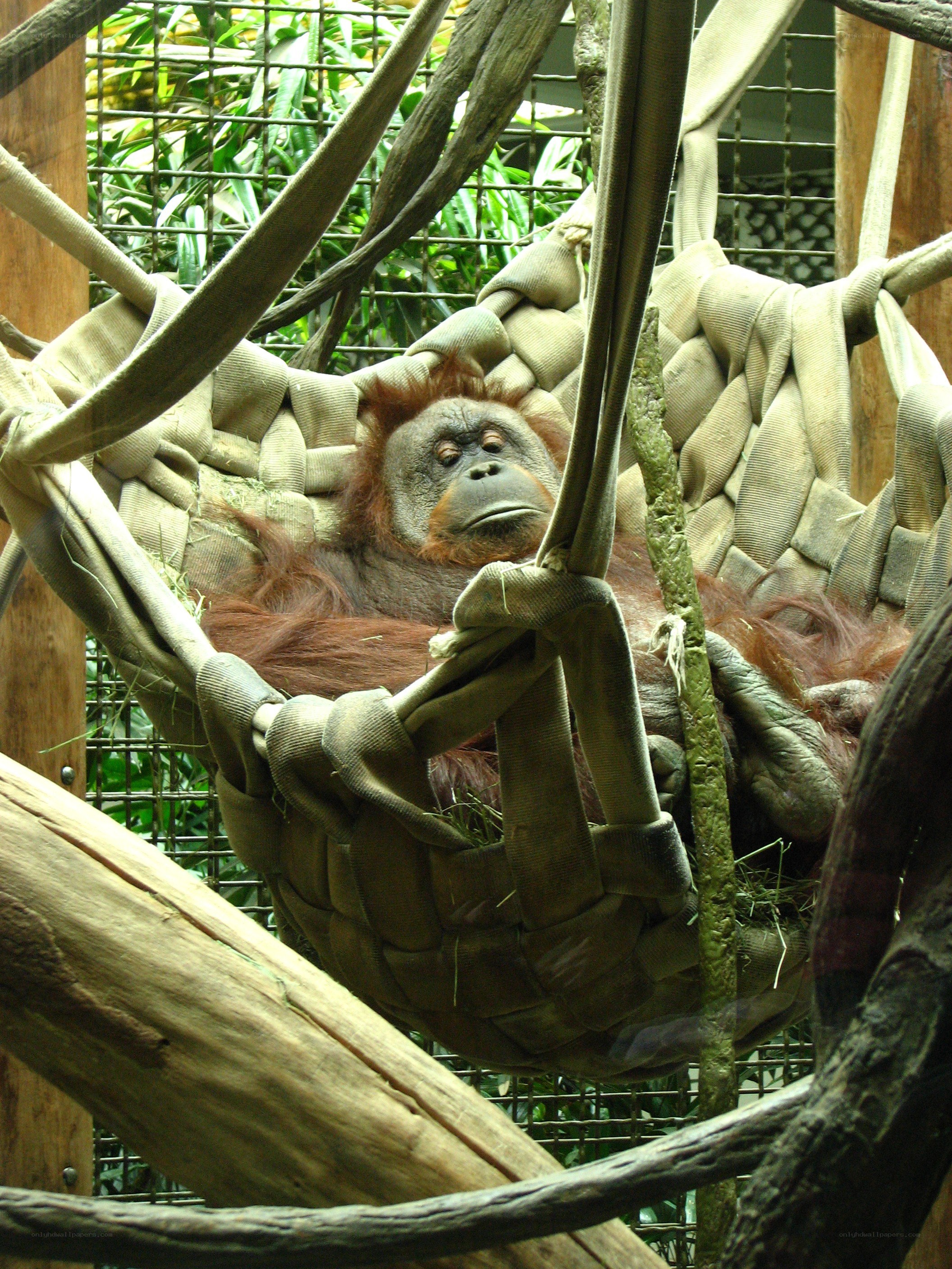 Orangutan in a hammock