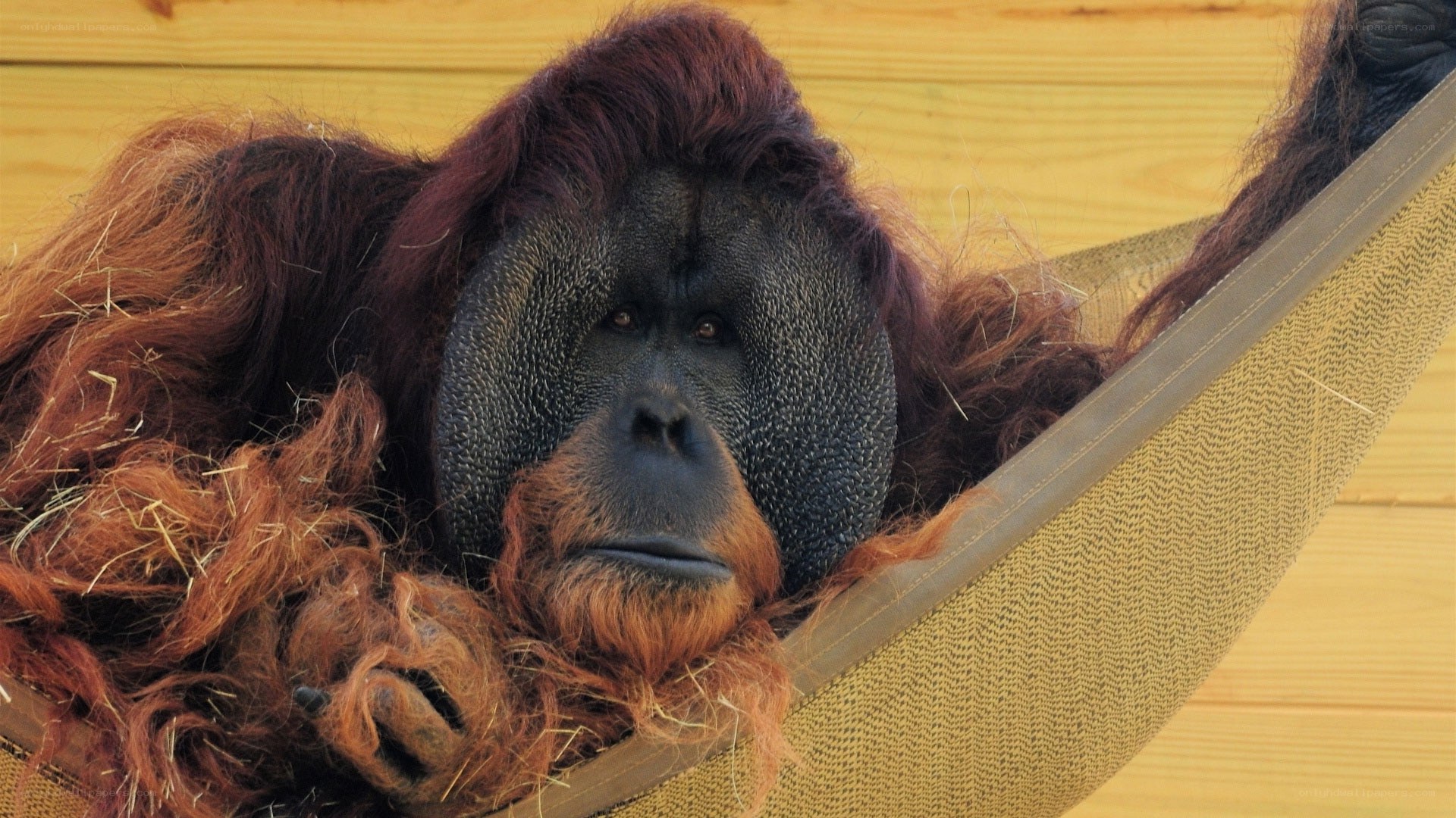 Orangutan in a hammock