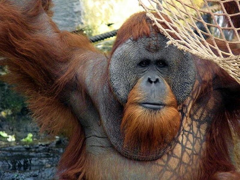 Orangutan in Enclosure